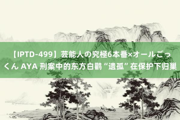 【IPTD-499】芸能人の究極6本番×オールごっくん AYA 刑案中的东方白鹳“遗孤”在保护下归巢